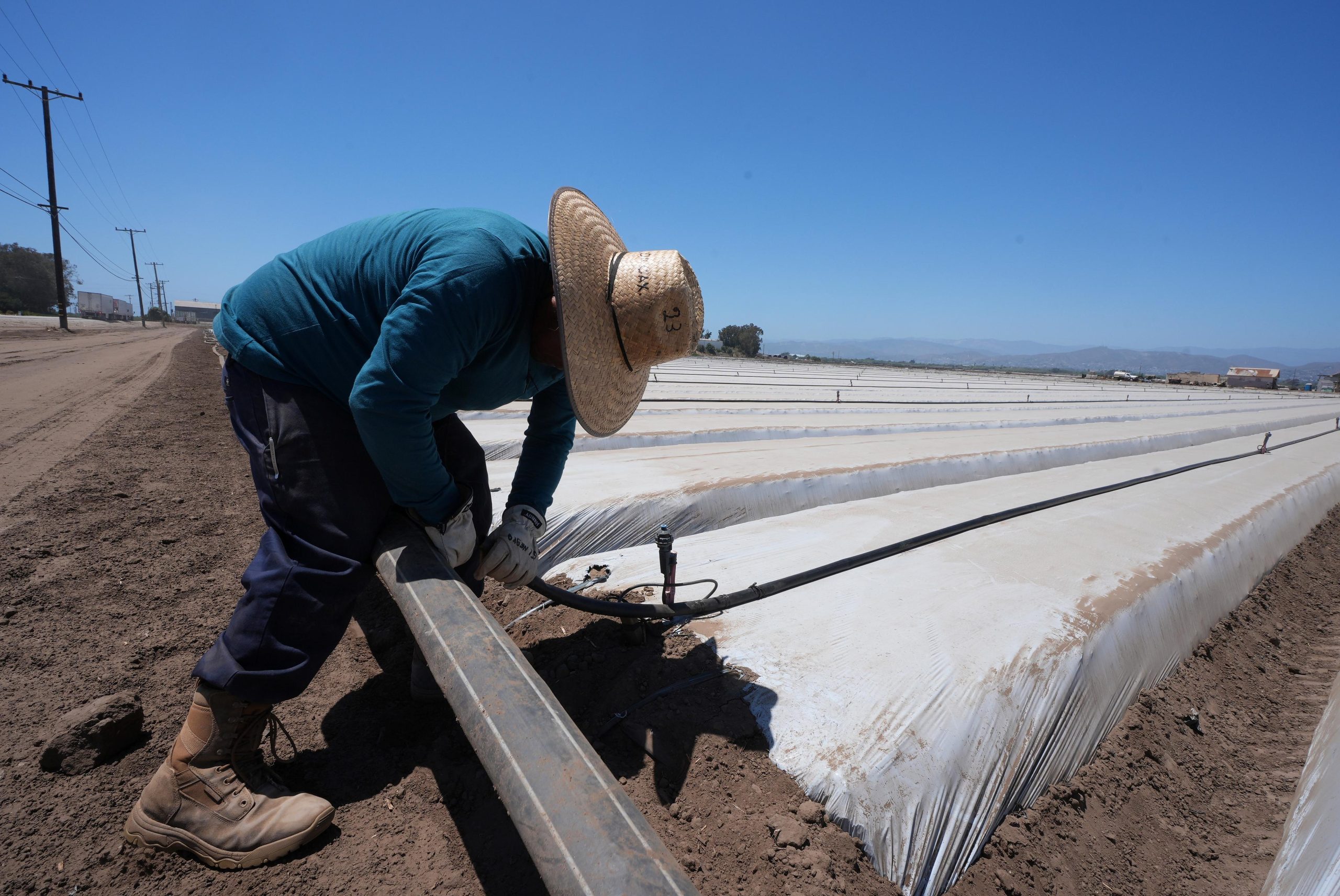 A farm worker sets up irrigation pipes for a strawberry...