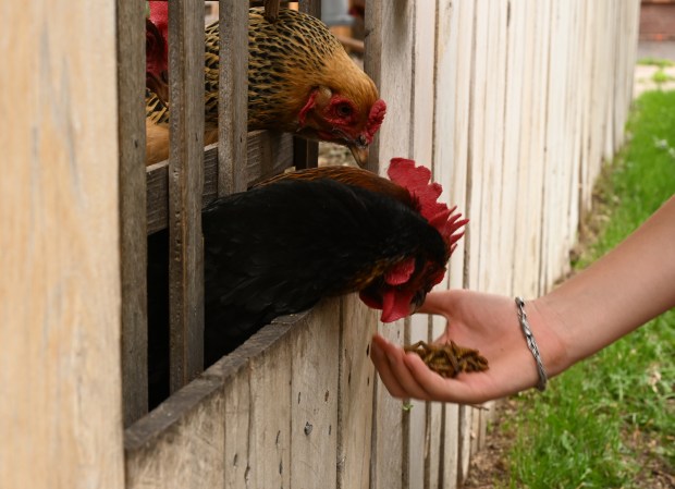 Niko Garcia Benét, 13, feeds dried mealworms to chickens through a window cut out in a fence at a home in the Alamo Placita neighborhood in Denver, on June 20, 2024. (Photo by RJ Sangosti/The Denver Post)