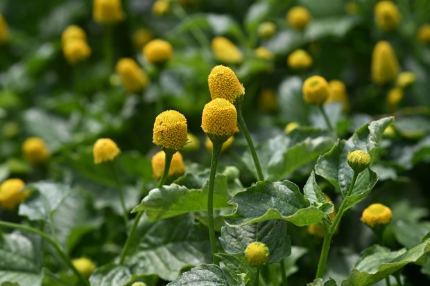Spilanthes, commonly known as buzz buttons or electric daisy, grows in the greenhouse at Rebel Farm in Denver on May 28, 2025. (Photo by Helen H. Richardson/The Denver Post)